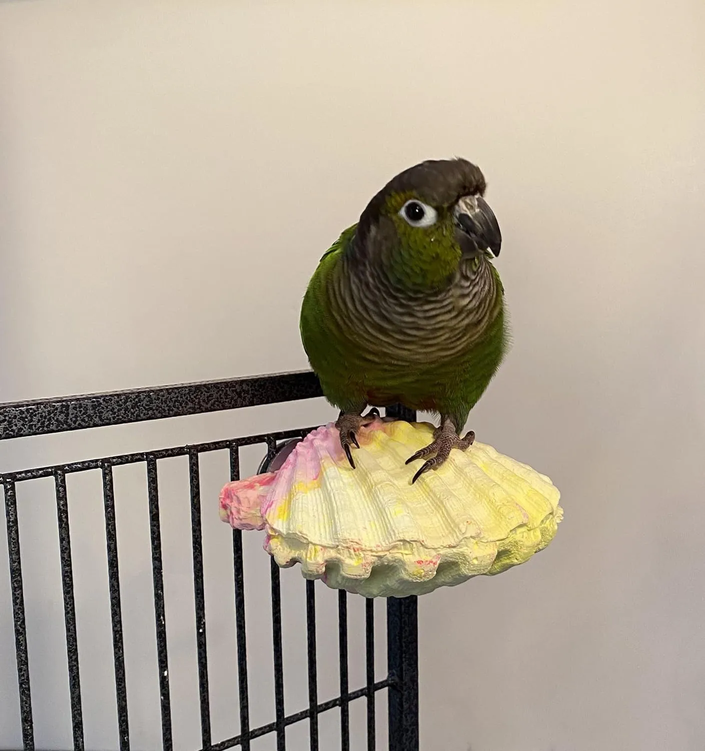 Comfy Clam - Small